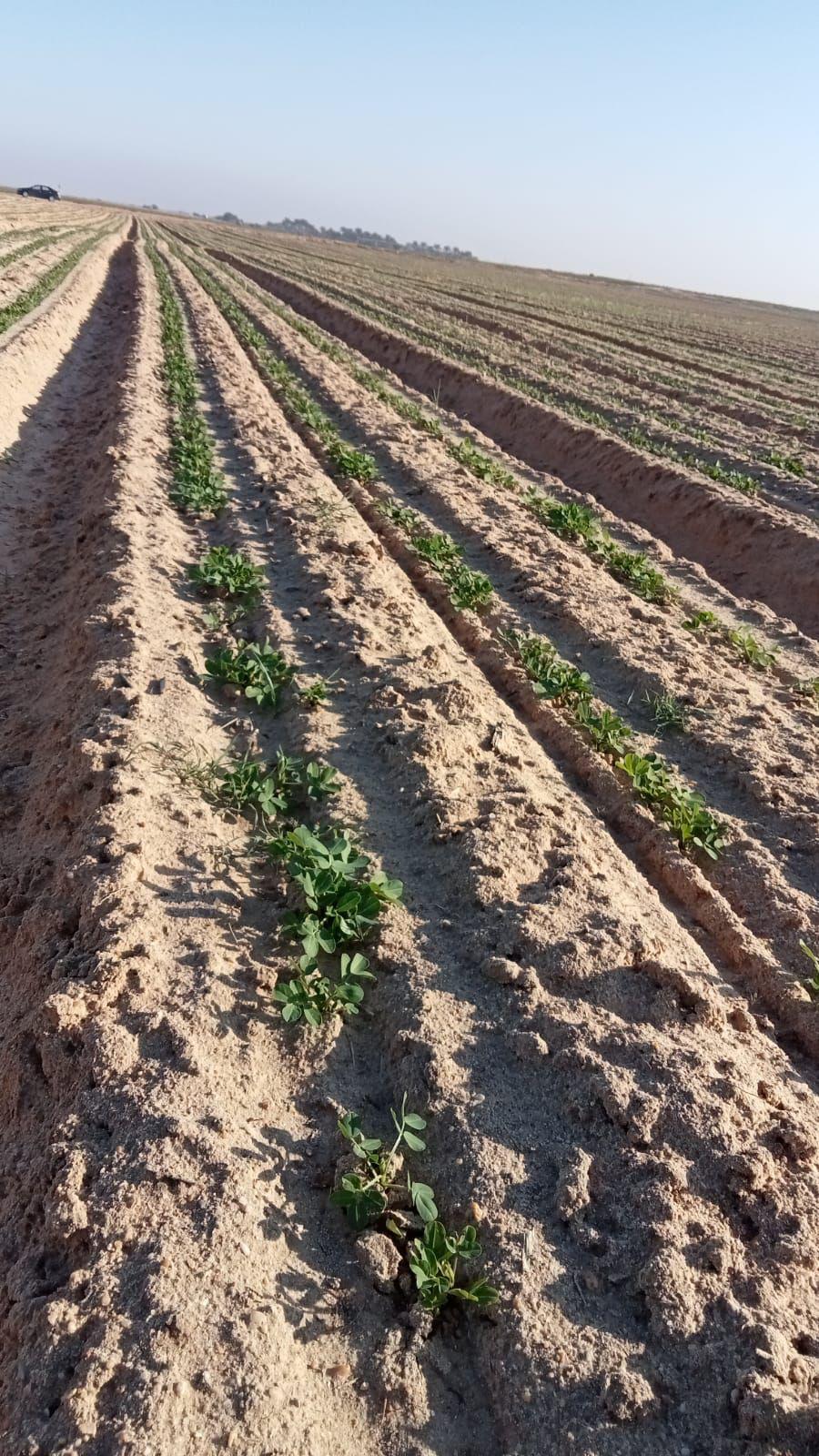 Why Sustainability Matters in Agriculture — The Taha Lands Approach