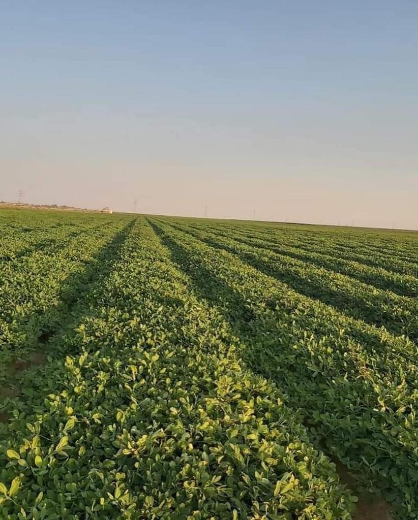 From Egyptian Fields to Global Markets — The Journey of Taha Lands Peanuts