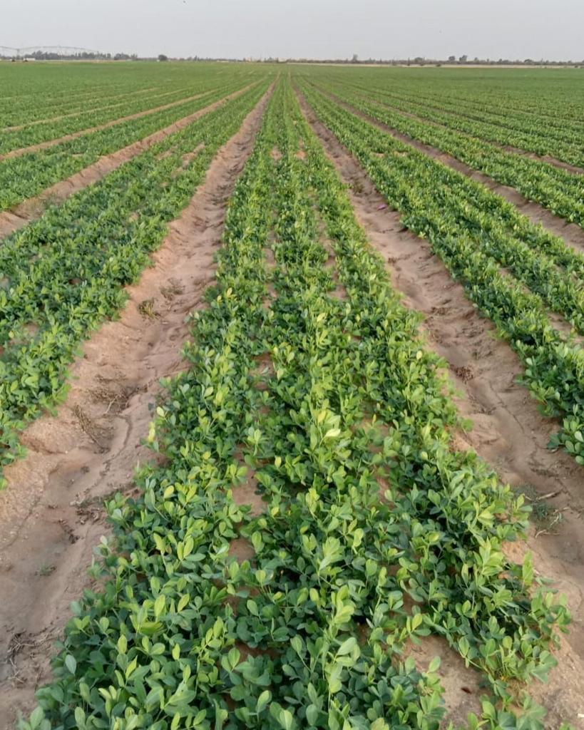 The Secret Behind Egypt’s World-Class Peanuts